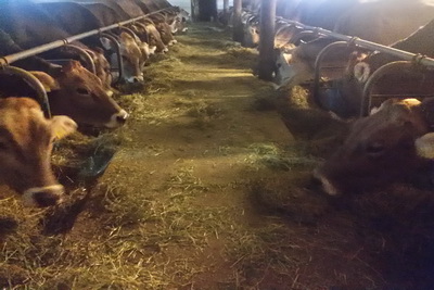 Fotoalbum vom Pitterlehof