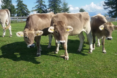 Fotoalbum vom Pitterlehof