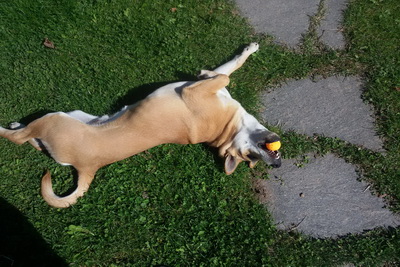 Fotoalbum vom Pitterlehof