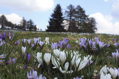 Fotoalbum vom Pitterlehof