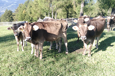 Tiere am Pitterlehof