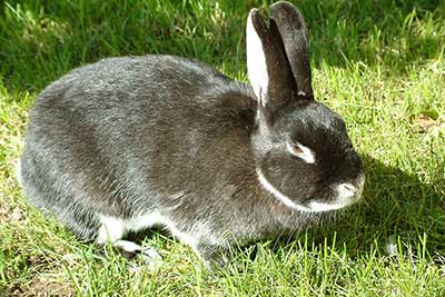 Tiere am Pitterlehof