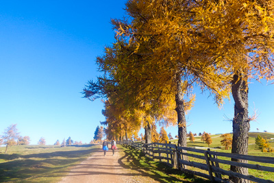 Herbst in Mölten